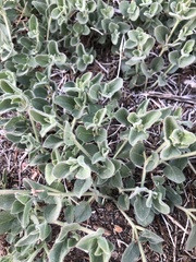 Mirabilis tenuiloba
