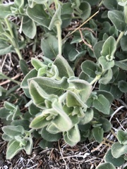 Mirabilis tenuiloba