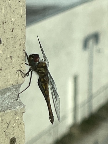 Sepia Baskettail photo 2