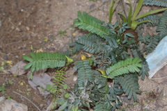 Vachellia hindsii