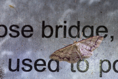 Idaea paraula