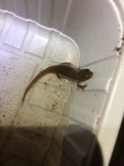 Lissotriton vulgaris meridionalis
