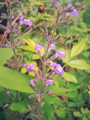 Salvia urticifolia