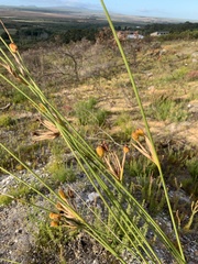 Bobartia longicyma magna
