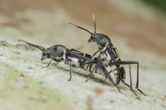 Xylotrechus javanicus