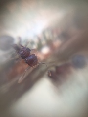 Meranoplus bicolor