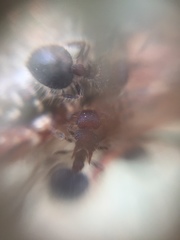 Meranoplus bicolor