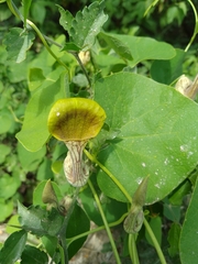 Aristolochia argentina