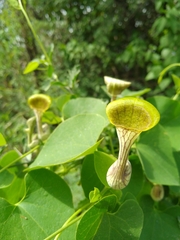 Aristolochia argentina