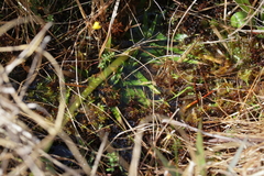 Sphagnum cyclophyllum