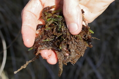 Sphagnum cyclophyllum