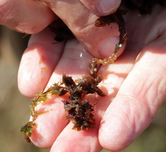 Sphagnum macrophyllum