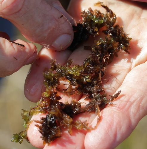 Image of Sphagnum macrophyllum by (c) Lauren McLaurin, some rights reserved (CC BY)