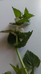 Lamium album