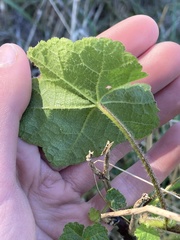 Sidalcea malachroides