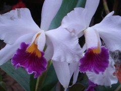 Cattleya trianae