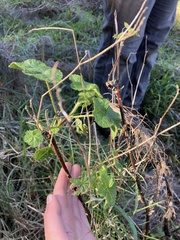 Sidalcea malachroides