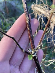 Sidalcea malachroides