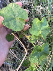 Sidalcea malachroides
