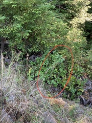 Sidalcea malachroides