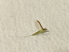 Cloeon bengalense