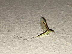 Cloeon bengalense
