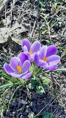 Crocus