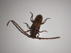 Crinarnoldius maculatus