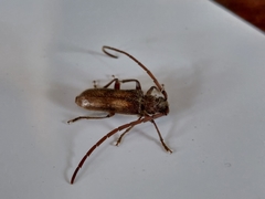 Crinarnoldius maculatus