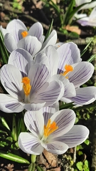 Crocus