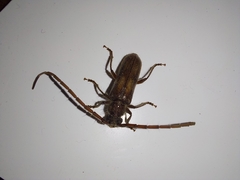 Crinarnoldius maculatus