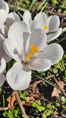 Crocus