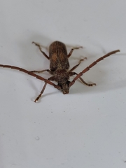 Crinarnoldius maculatus