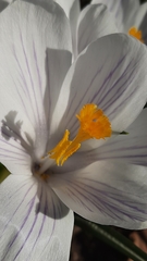 Crocus