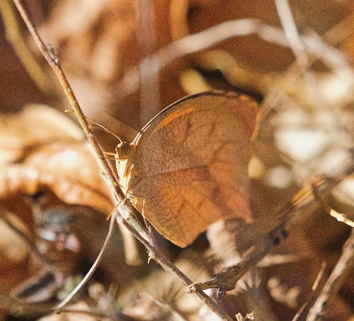 Tailed Orange photo 3
