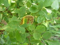 Agromyza valdorensis