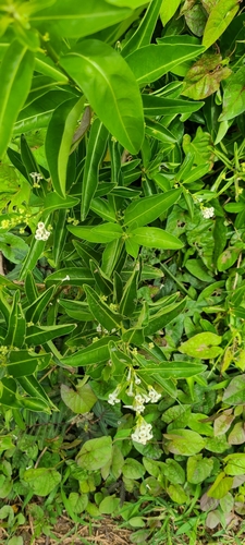 Image of Cestrum diurnum by (c) ritirene, some rights reserved (CC BY)