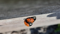 Coccinella septempunctata