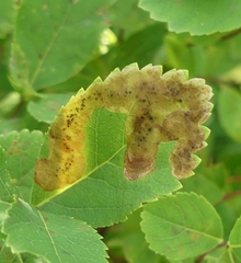 Agromyza valdorensis