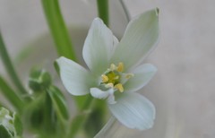Ornithogalum