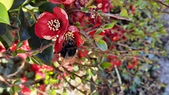 Bombus