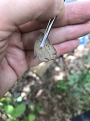 Nhambikuara cerradensis