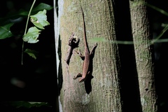 Trachylepis albilabris