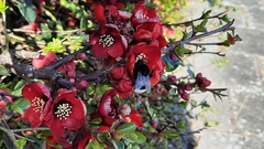 Bombus