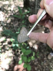 Nhambikuara cerradensis