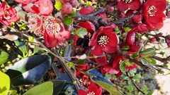 Bombus