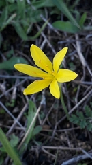 Narcissus cavanillesii