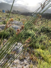 Bobartia longicyma magna