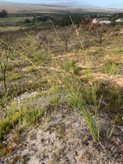 Bobartia longicyma magna