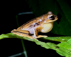 Boana bischoffi